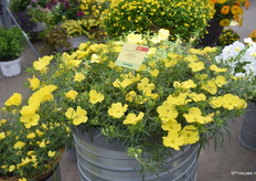 De Superlophus van Kientzler zal worden geintroduceerd in 2023 voor de 2e helft van het beddingplant season because of its heat and drowth resistance.